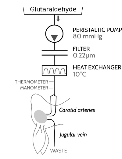 figure-01-washout-simplified.jpg